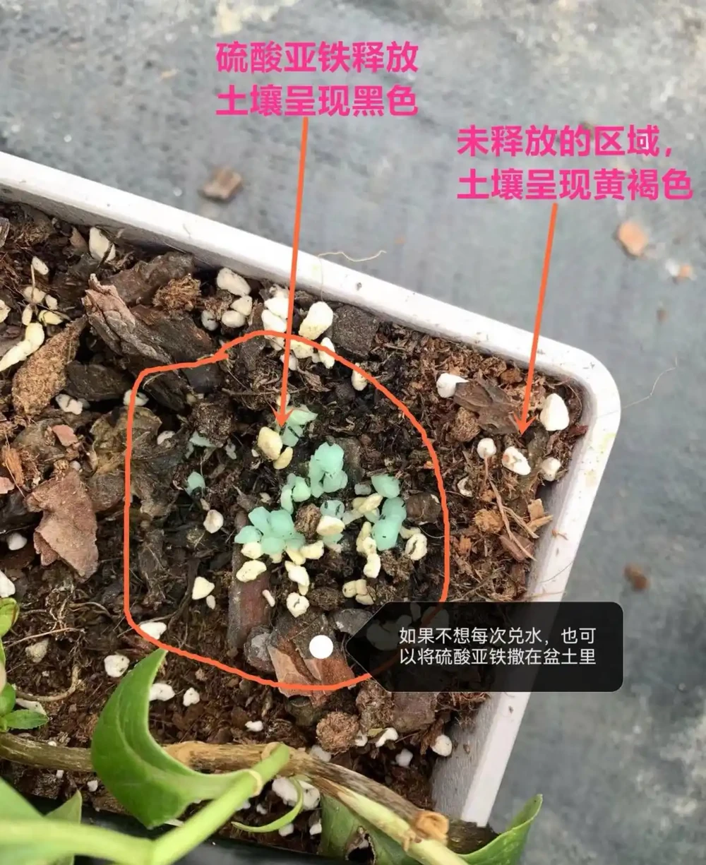 茶花葉片一碰就掉?主要是3個原因引起的,對症解決還能救
