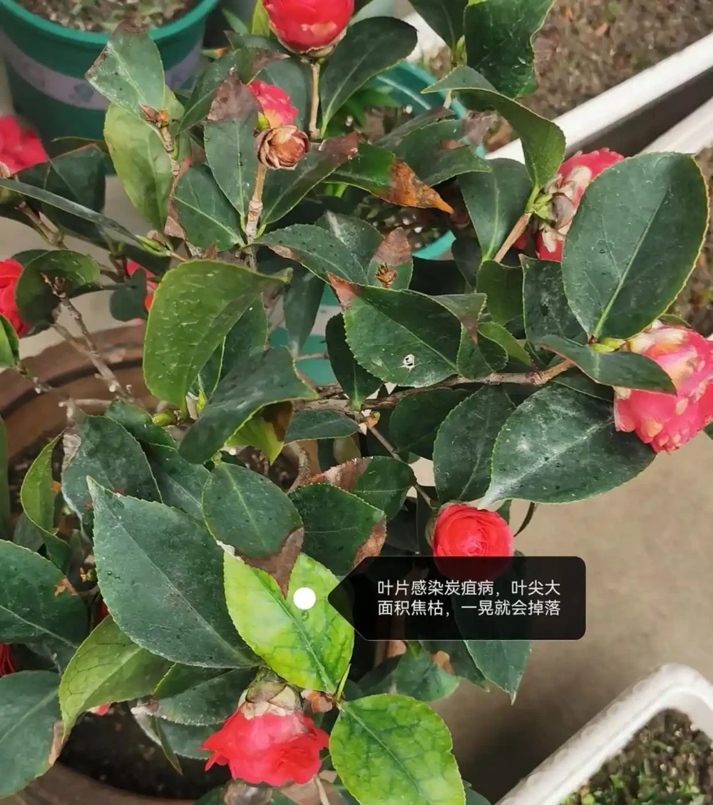 茶花葉片一碰就掉?主要是3個原因引起的,對症解決還能救
