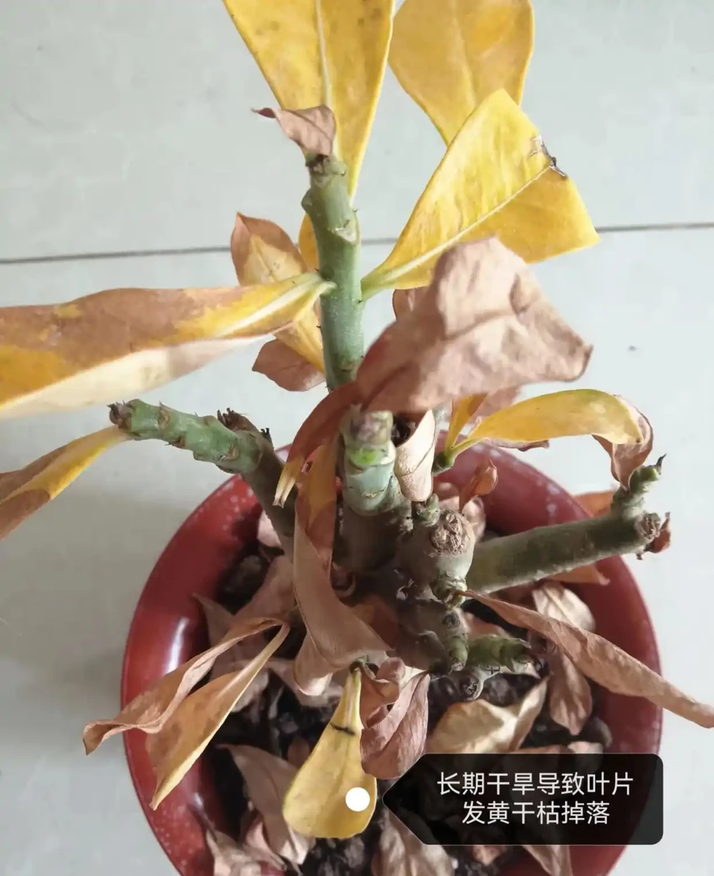 沙漠玫瑰葉子發黃脫落怎麼回事?主要有3個原因,對症進行解決
