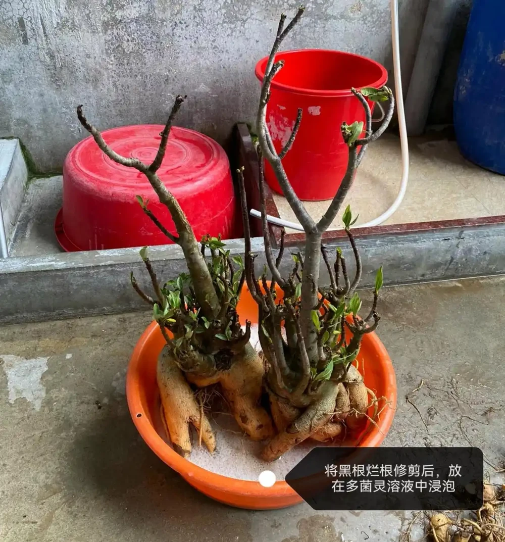 沙漠玫瑰葉子發黃脫落怎麼回事?主要有3個原因,對症進行解決