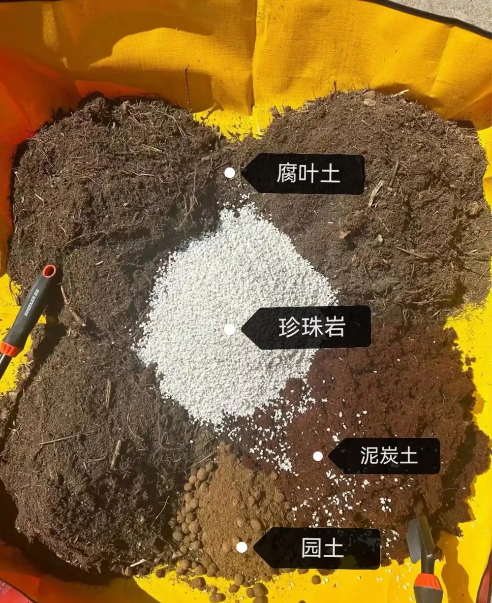 茶花葉片一碰就掉?主要是3個原因引起的,對症解決還能救