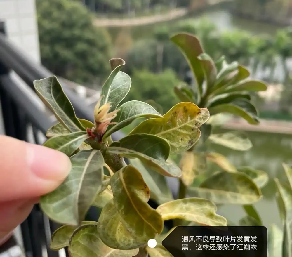 沙漠玫瑰葉子發黃脫落怎麼回事?主要有3個原因,對症進行解決