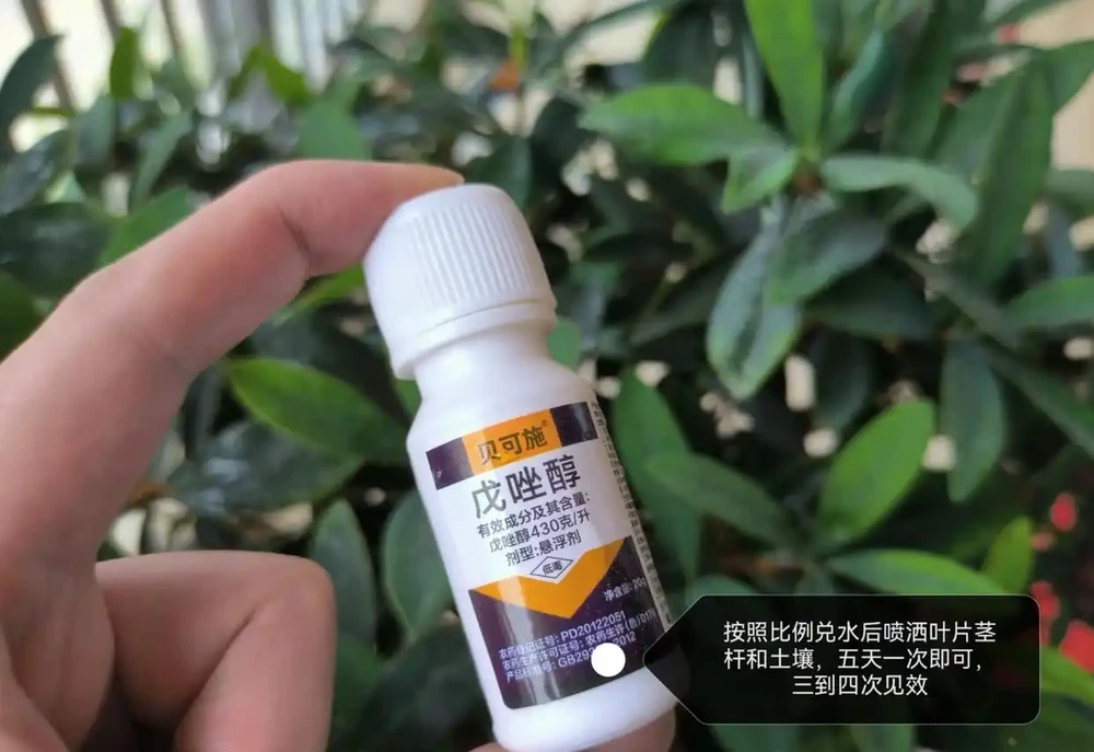 茶花葉片一碰就掉?主要是3個原因引起的,對症解決還能救