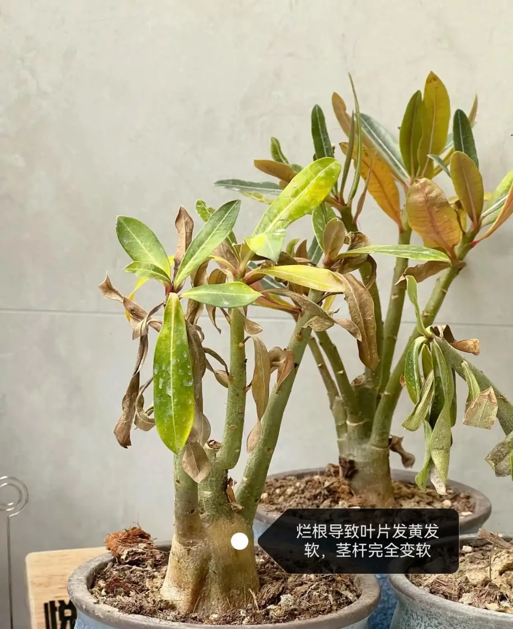 沙漠玫瑰葉子發黃脫落怎麼回事?主要有3個原因,對症進行解決