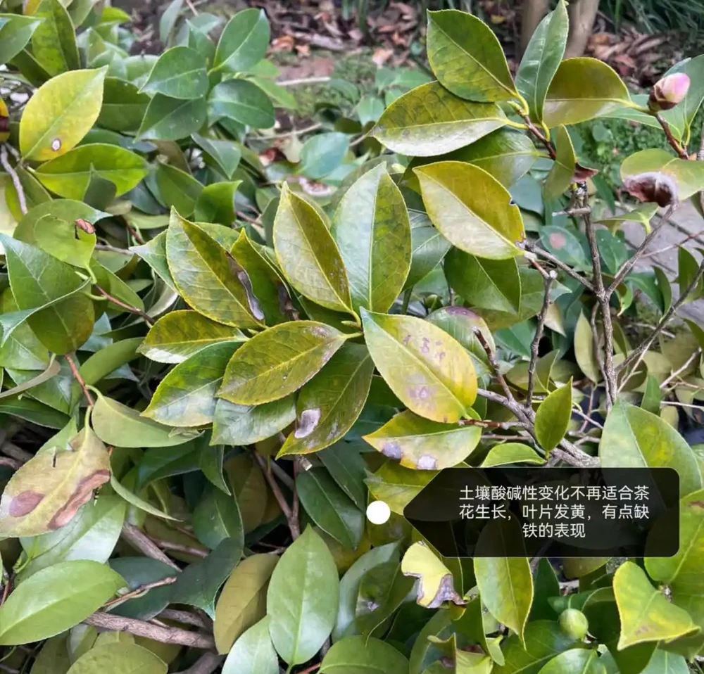 茶花葉片一碰就掉?主要是3個原因引起的,對症解決還能救