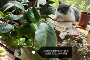 茶花葉片一碰就掉？主要是3個原因引起的，對症解決還能救