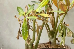 沙漠玫瑰葉子發黃脫落怎麼回事？主要有3個原因，對症進行解決