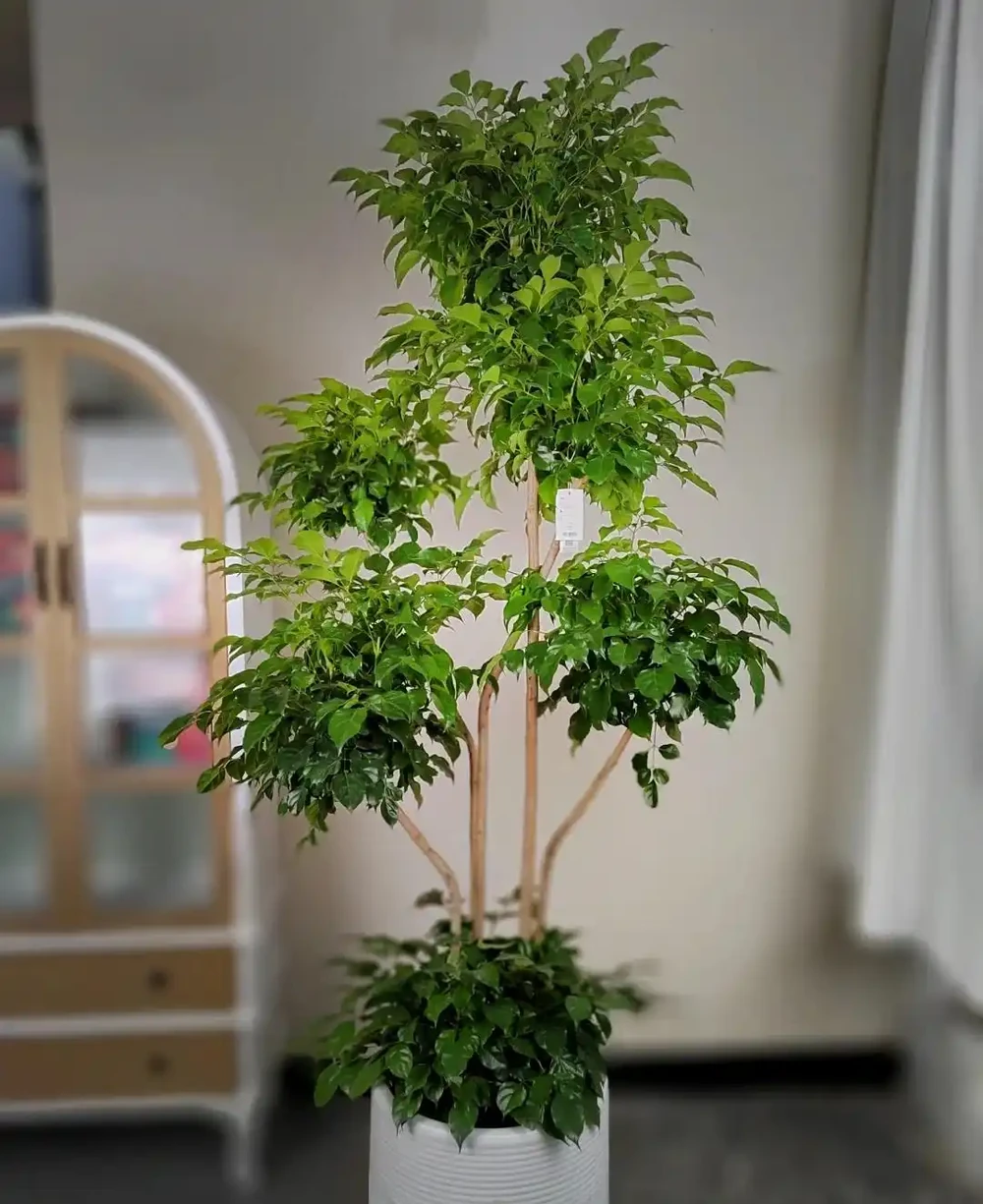 北京一姑娘,因「客廳的幸福樹」而走紅,幸福感滿滿,太愛了