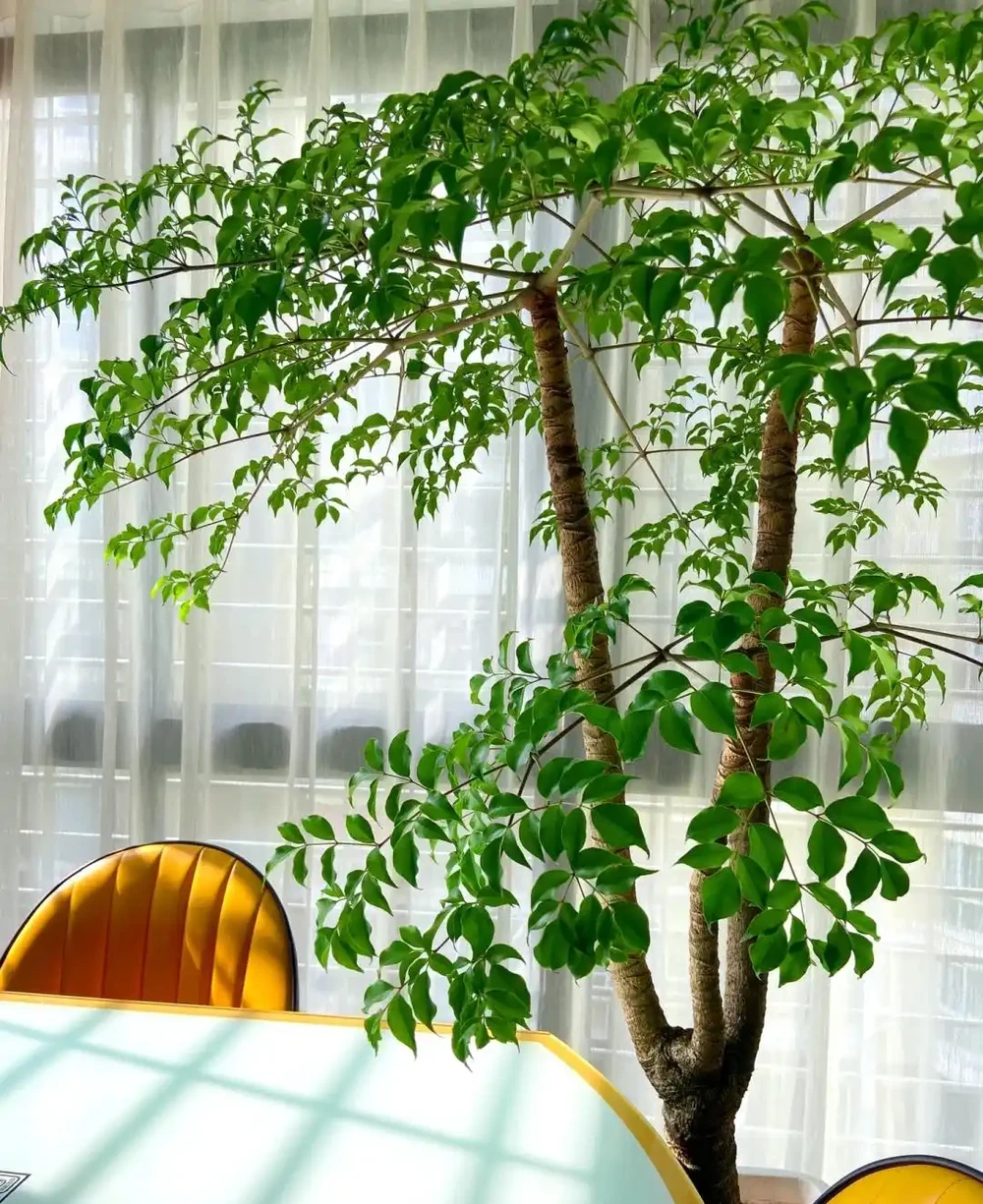 北京一姑娘,因「客廳的幸福樹」而走紅,幸福感滿滿,太愛了