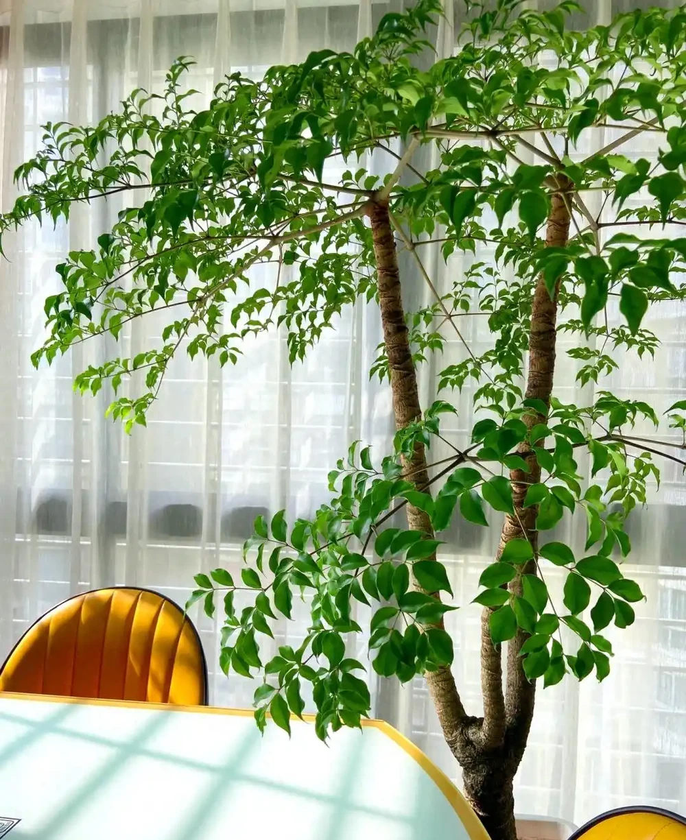 北京一姑娘,因「客廳的幸福樹」而走紅,幸福感滿滿,太愛了