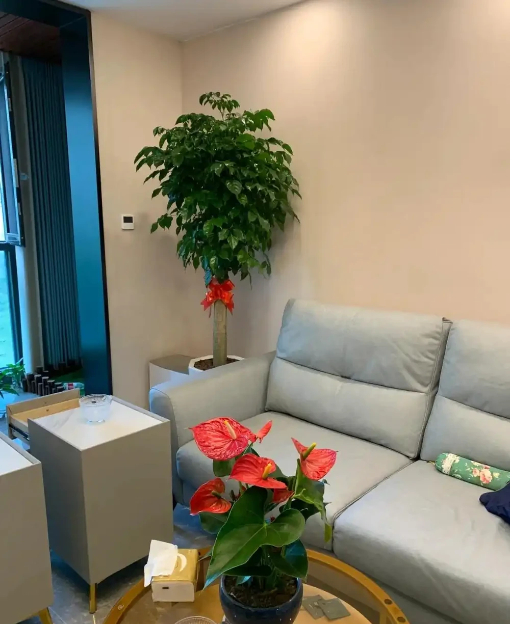家有九花,十有九發!你知道是指「哪9種吉利的漂亮花」嗎?