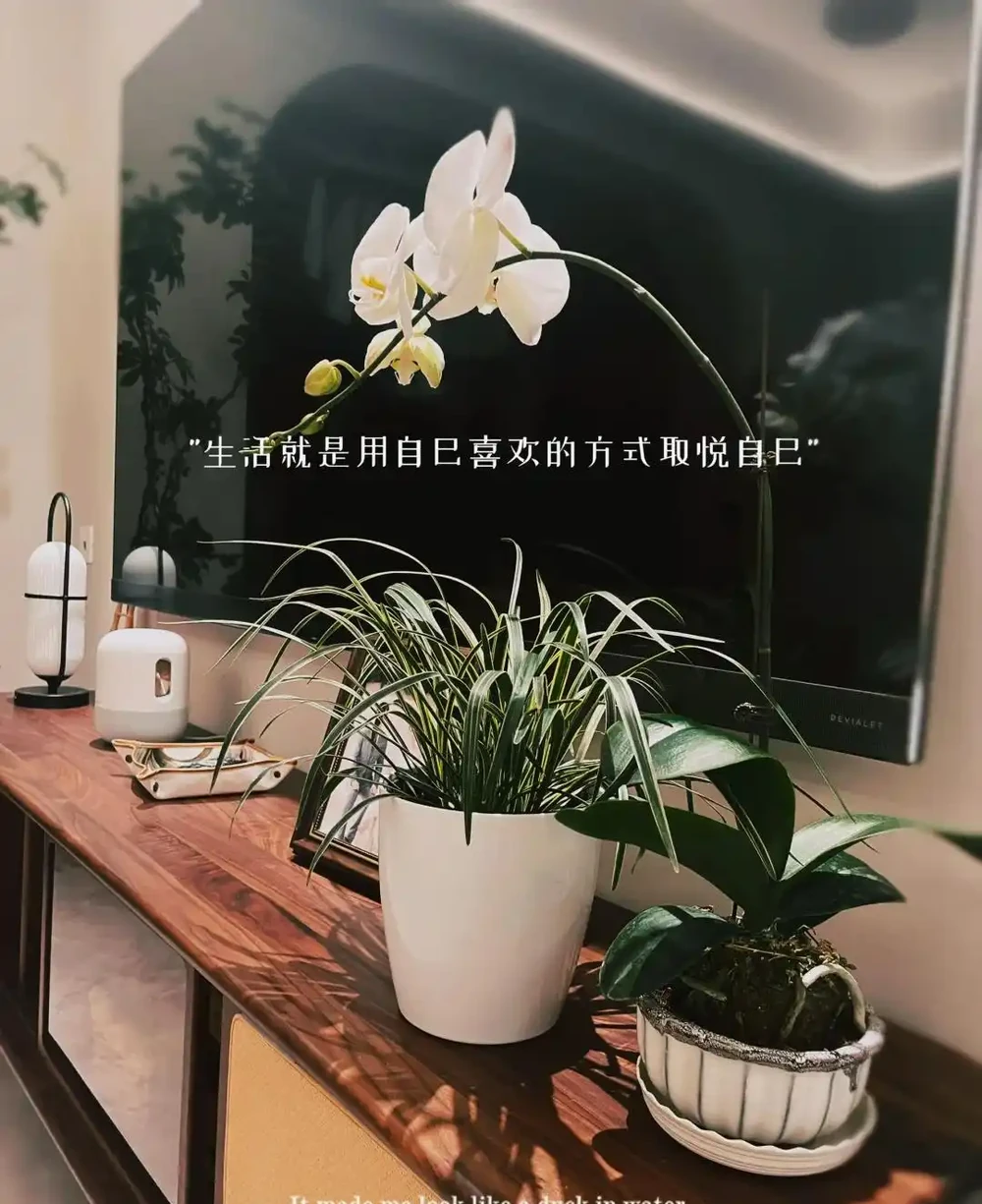 家有九花,十有九發!你知道是指「哪9種吉利的漂亮花」嗎?