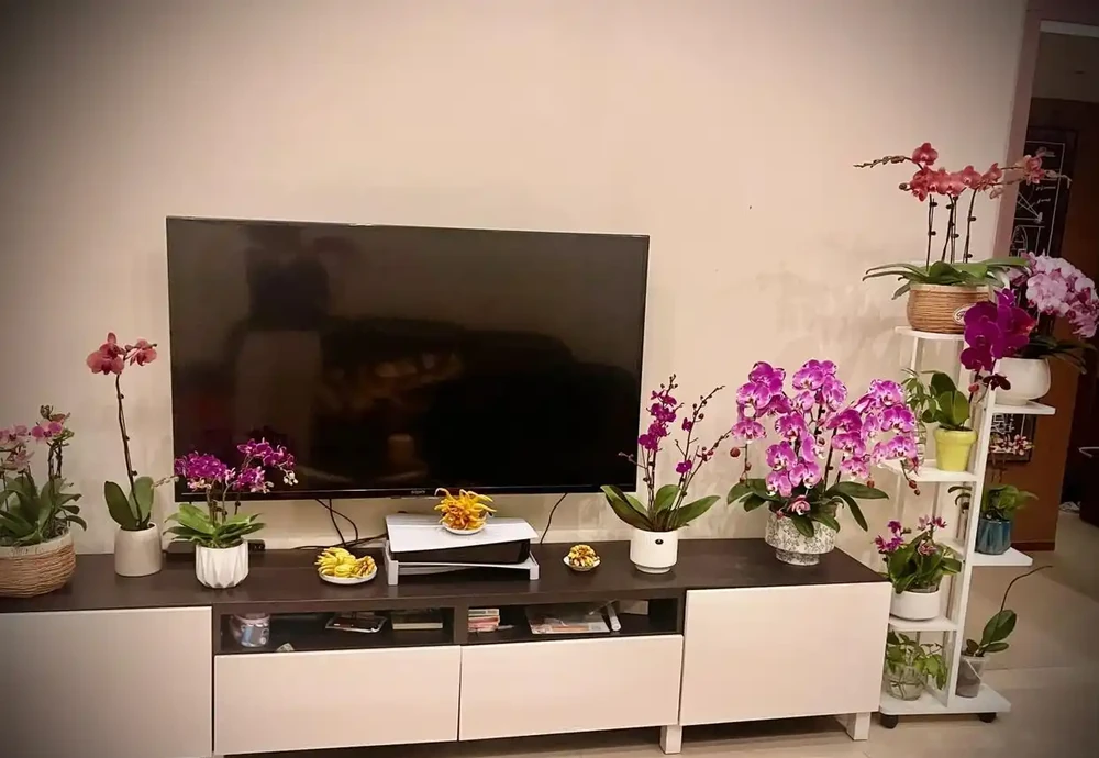 家有九花,十有九發!你知道是指「哪9種吉利的漂亮花」嗎?
