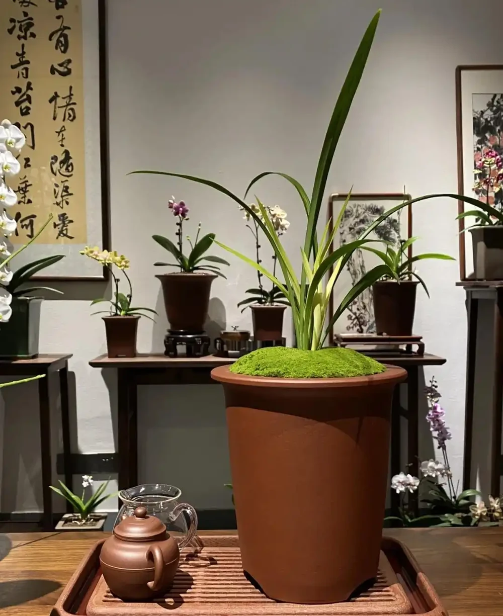 家有九花,十有九發!你知道是指「哪9種吉利的漂亮花」嗎?