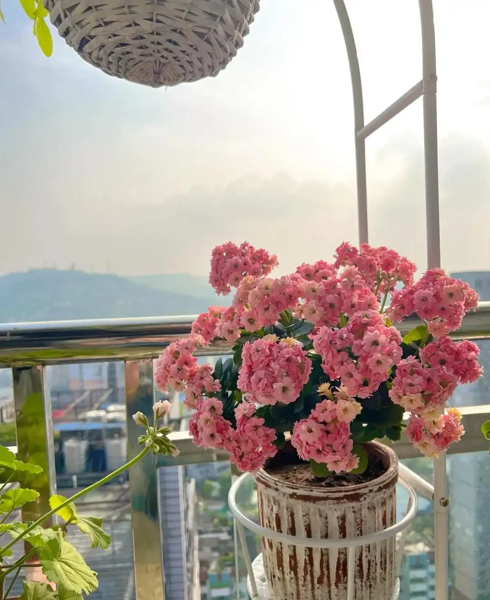 家有九花,十有九發!你知道是指「哪9種吉利的漂亮花」嗎?