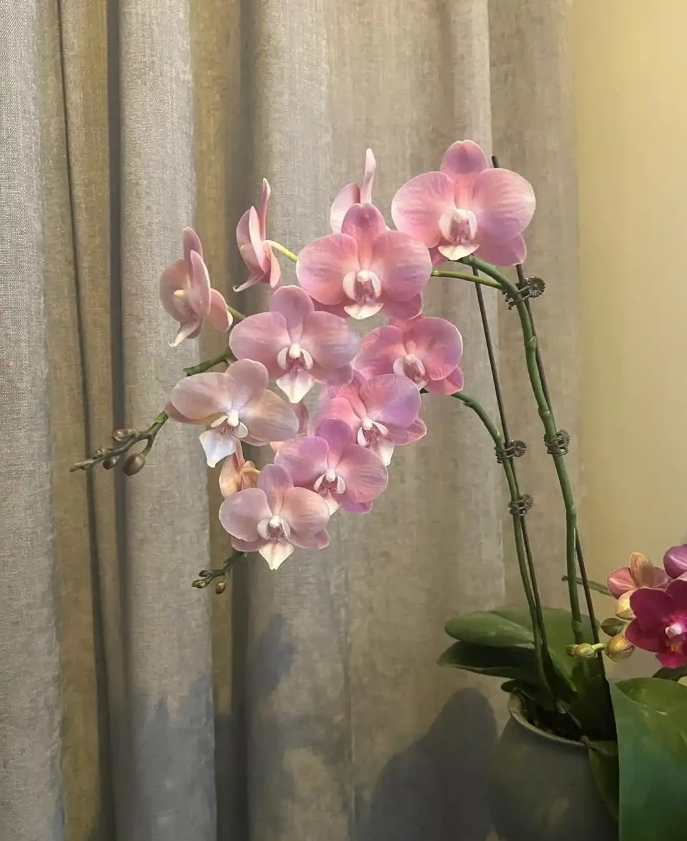 家有九花,十有九發!你知道是指「哪9種吉利的漂亮花」嗎?