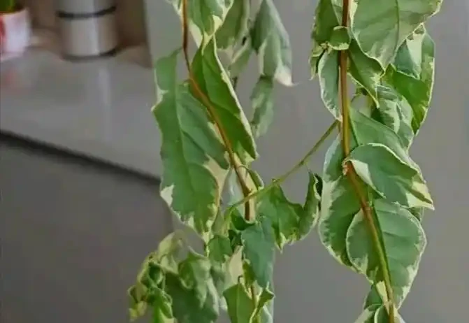 九重葛換盆後葉子蔫瞭如何補救?分析清楚對症改變,葉子更支稜