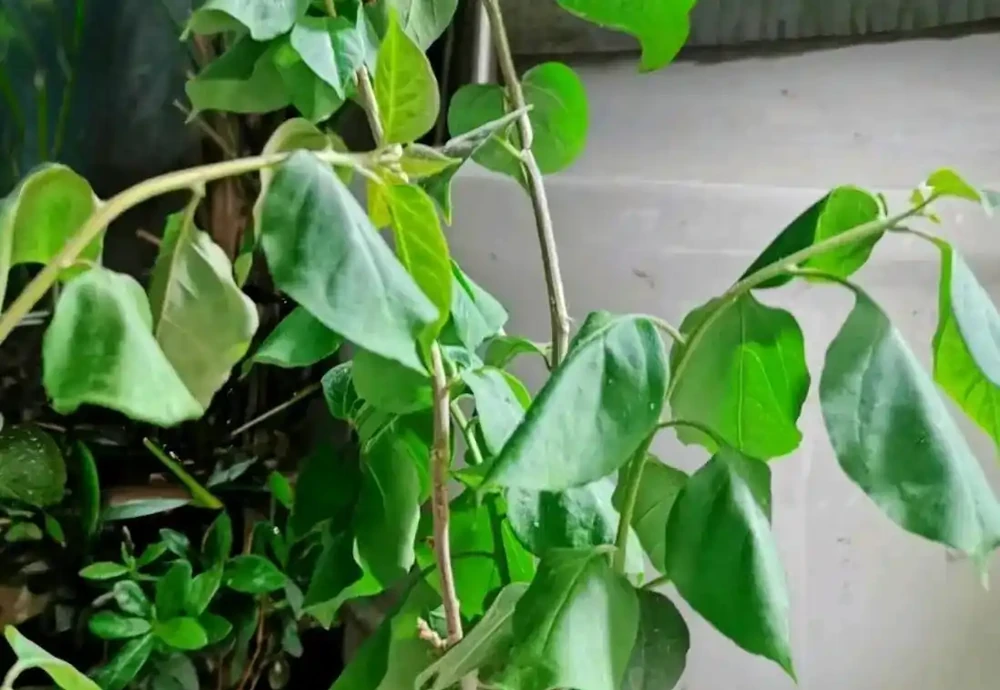 九重葛換盆後葉子蔫瞭如何補救?分析清楚對症改變,葉子更支稜