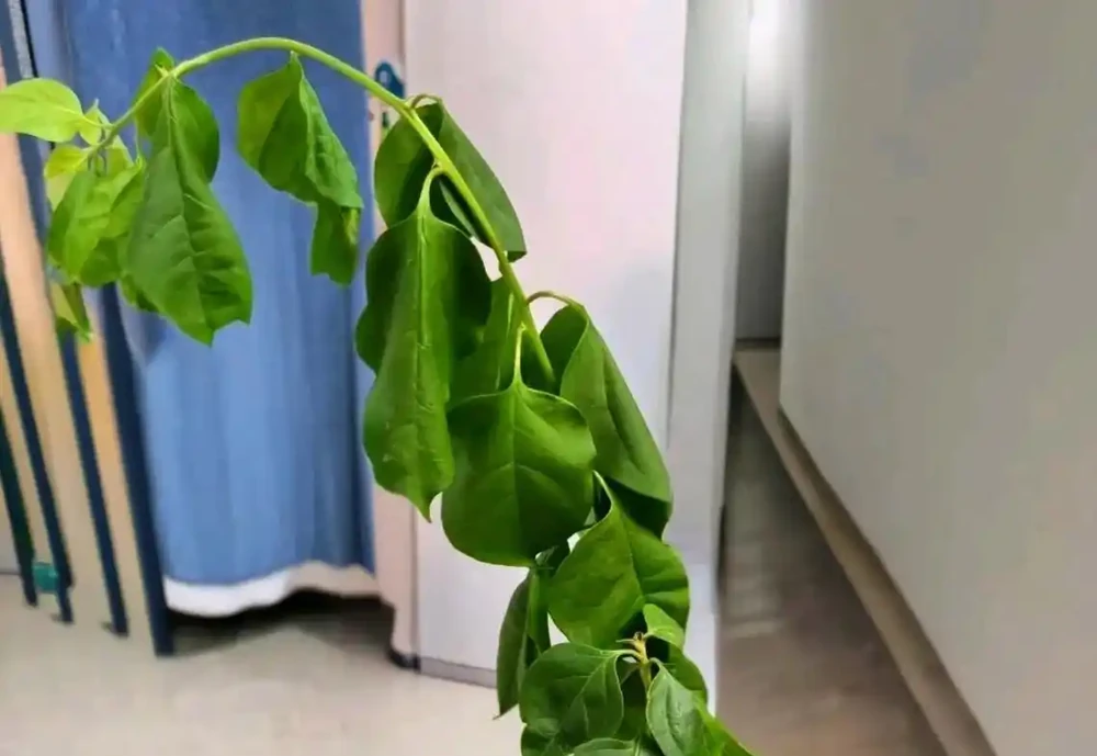 九重葛換盆後葉子蔫瞭如何補救?分析清楚對症改變,葉子更支稜