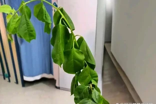 九重葛換盆後葉子蔫瞭如何補救？分析清楚對症改變，葉子更支稜
