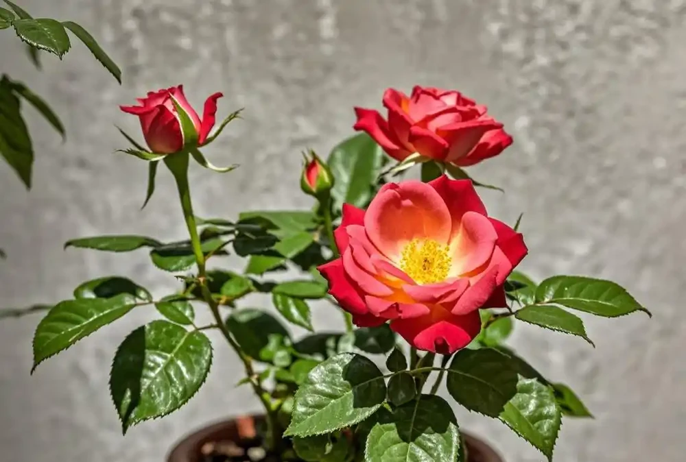 盆栽玫瑰花的養殖方法和注意事項