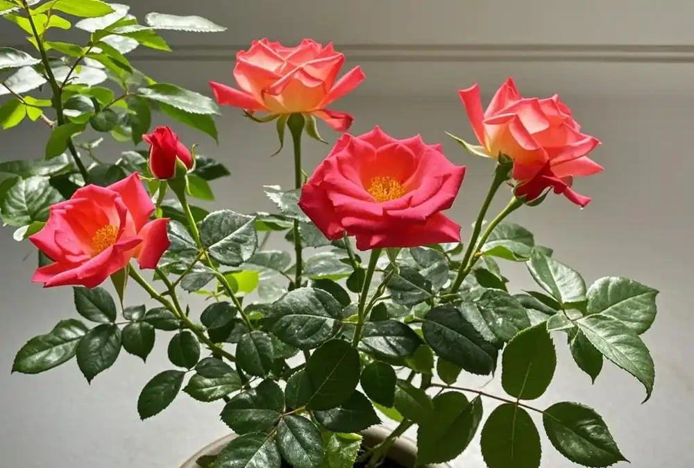盆栽玫瑰花的養殖方法和注意事項