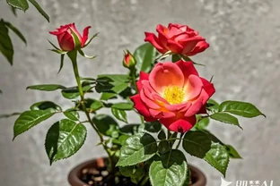 盆栽玫瑰花的養殖方法和注意事項