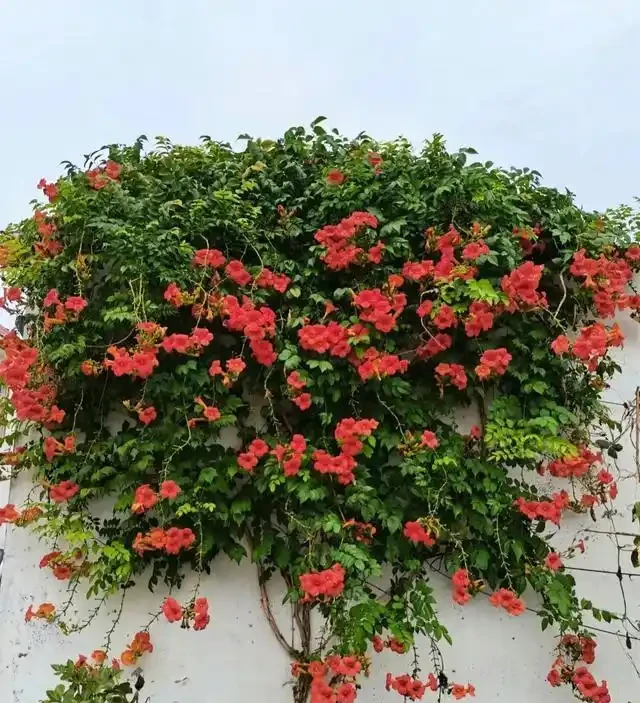省心之選！8種超耐養花卉，室外放養也能繁花似錦，適合懶人養