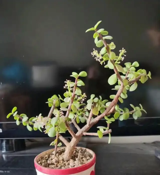 省心之選！8種超耐養花卉，室外放養也能繁花似錦，適合懶人養