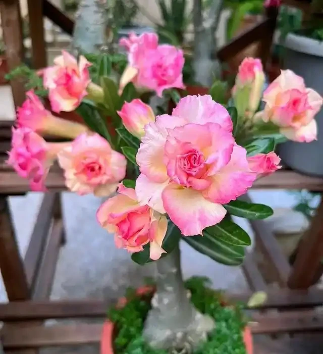 省心之選！8種超耐養花卉，室外放養也能繁花似錦，適合懶人養