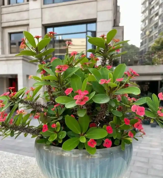 省心之選！8種超耐養花卉，室外放養也能繁花似錦，適合懶人養