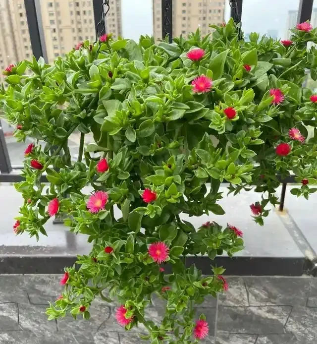 省心之選！8種超耐養花卉，室外放養也能繁花似錦，適合懶人養