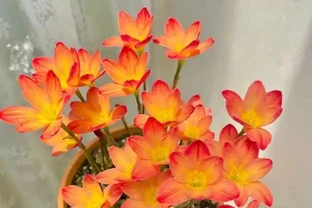 省心之選！8種超耐養花卉，室外放養也能繁花似錦，適合懶人養