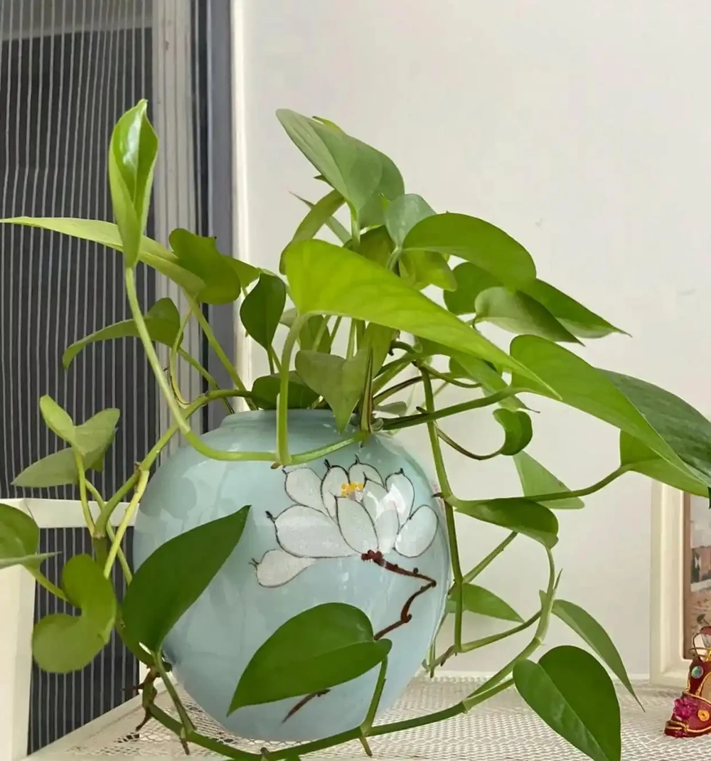 黃金葛「喜光」還是「喜陰」?很多人都做錯,難怪黃葉養不好!