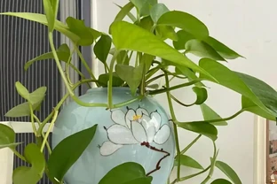 黃金葛「喜光」還是「喜陰」？很多人都做錯，難怪黃葉養不好！