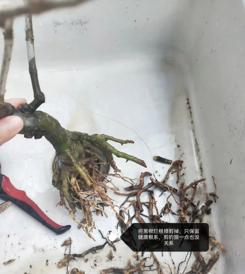 梔子花經常黃葉?5個原因造成,後附解決方法