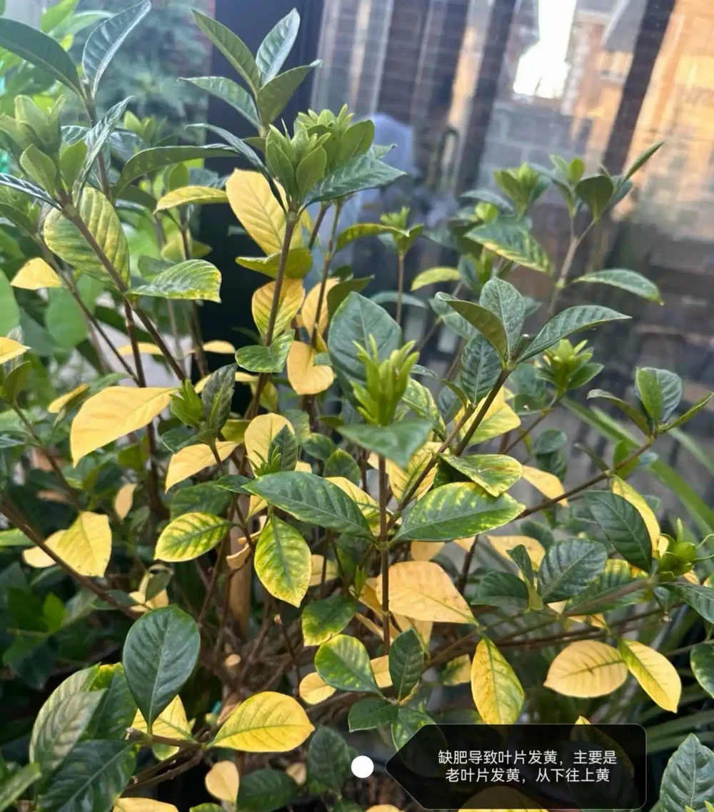 梔子花經常黃葉?5個原因造成,後附解決方法