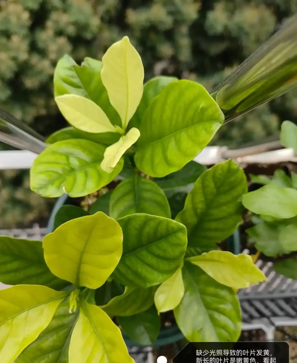 梔子花經常黃葉?5個原因造成,後附解決方法