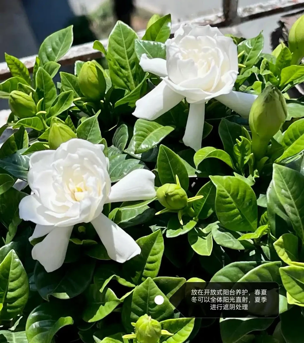 梔子花經常黃葉?5個原因造成,後附解決方法