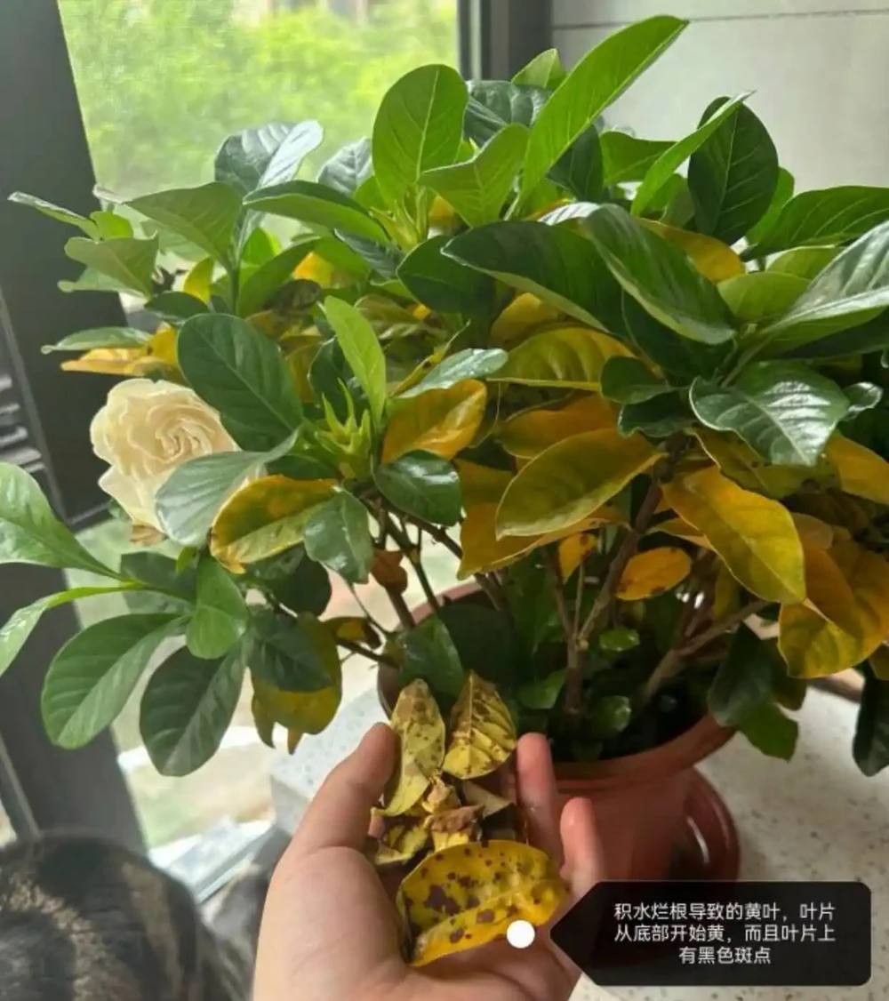 梔子花經常黃葉?5個原因造成,後附解決方法
