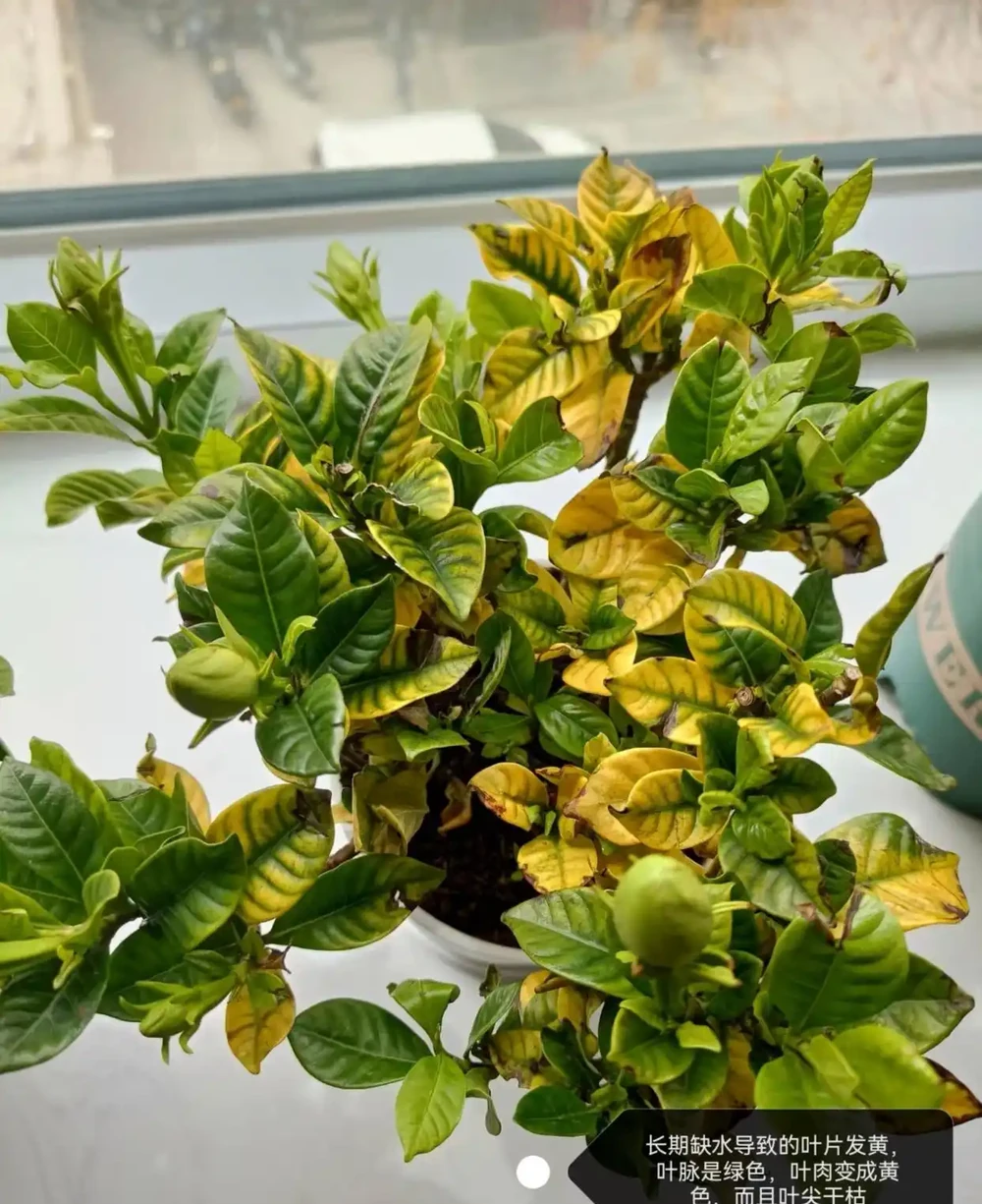梔子花經常黃葉?5個原因造成,後附解決方法