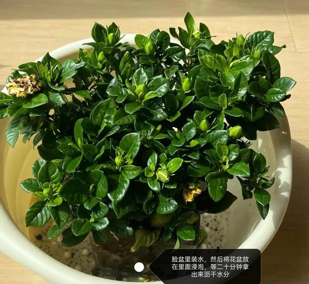梔子花經常黃葉?5個原因造成,後附解決方法