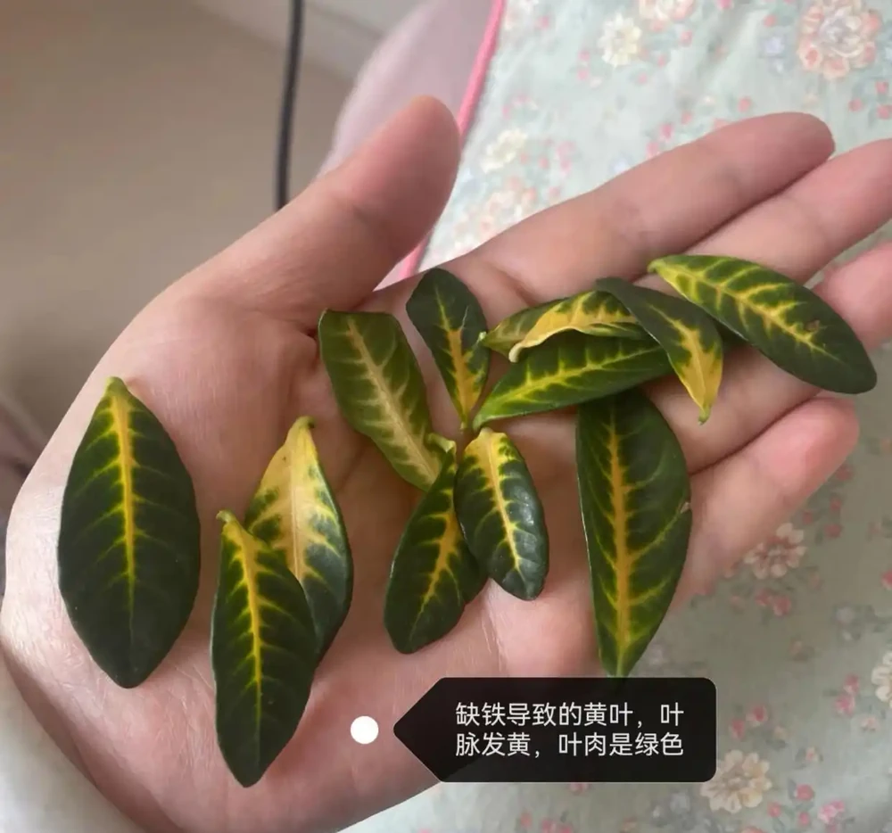 梔子花經常黃葉?5個原因造成,後附解決方法