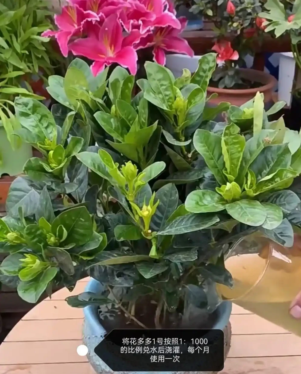 梔子花經常黃葉?5個原因造成,後附解決方法