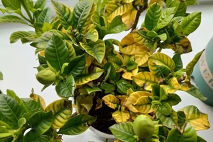 梔子花經常黃葉？5個原因造成，後附解決方法