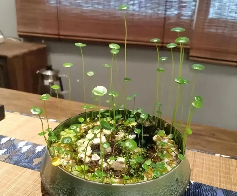 怎樣把一盆「銅錢草」養出美感?簡單,僅需要牢記「1深、4多」