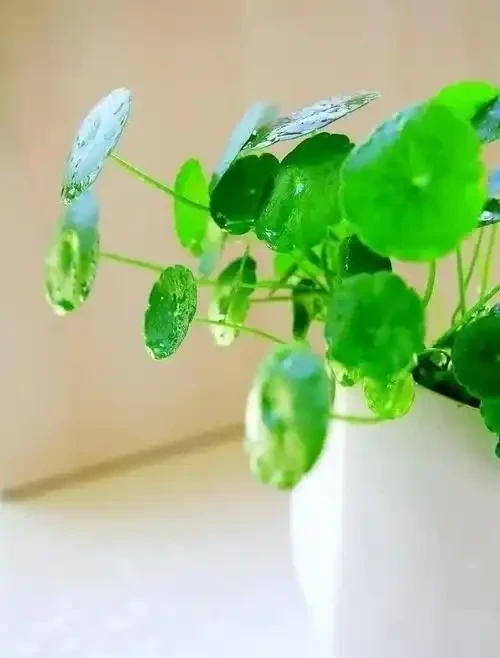 怎樣把一盆「銅錢草」養出美感?簡單,僅需要牢記「1深、4多」