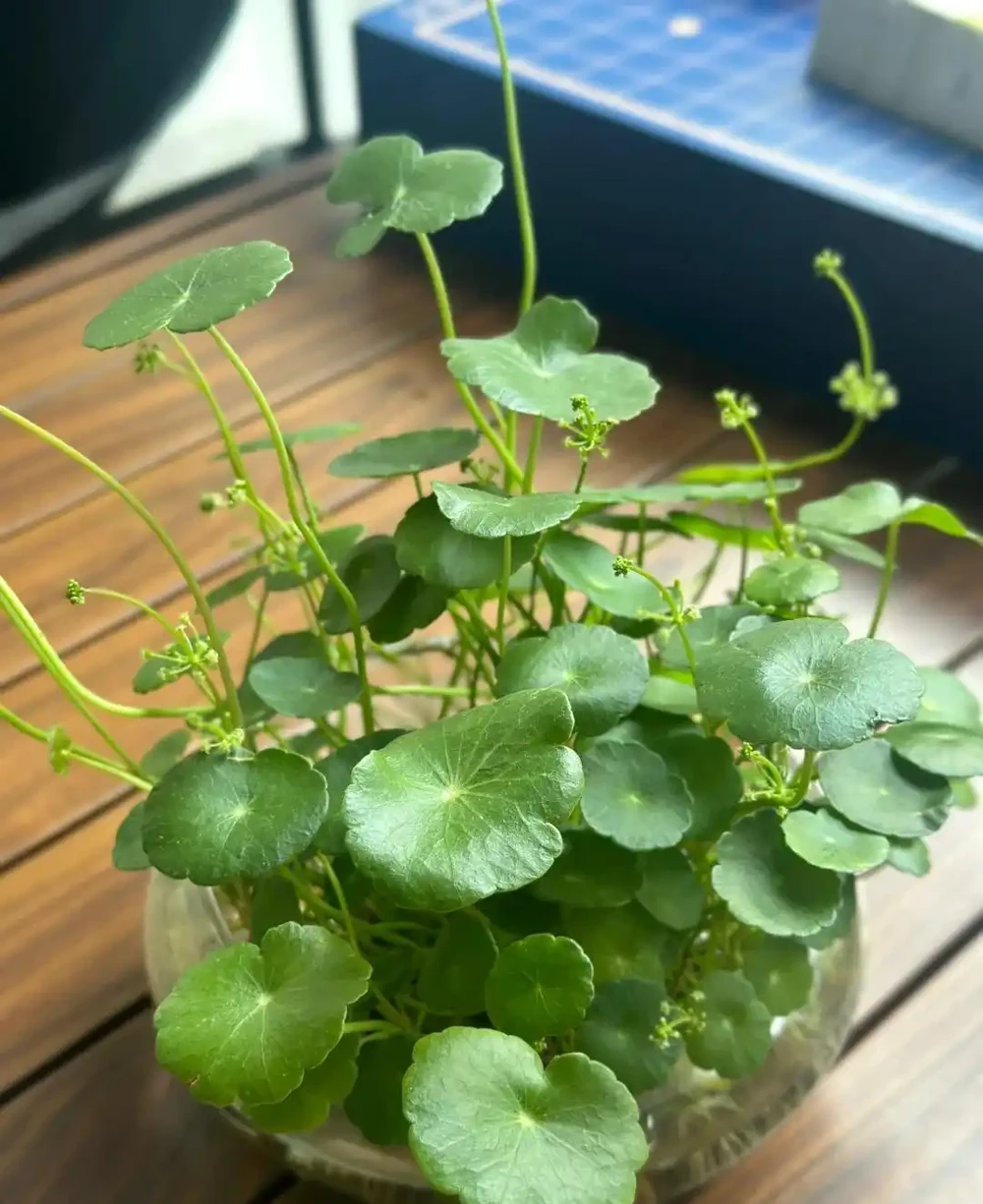 怎樣把一盆「銅錢草」養出美感?簡單,僅需要牢記「1深、4多」