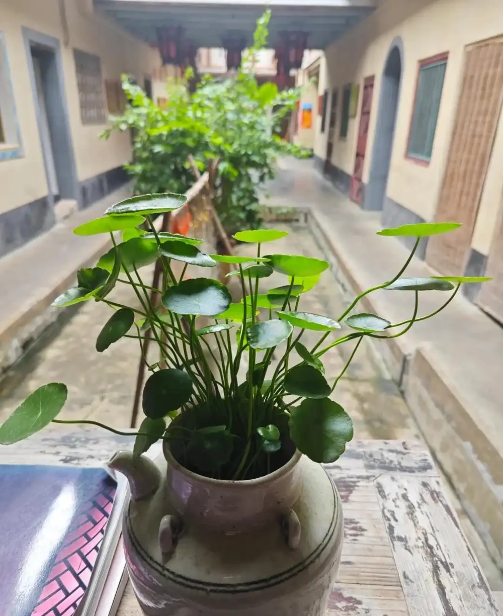 怎樣把一盆「銅錢草」養出美感?簡單,僅需要牢記「1深、4多」