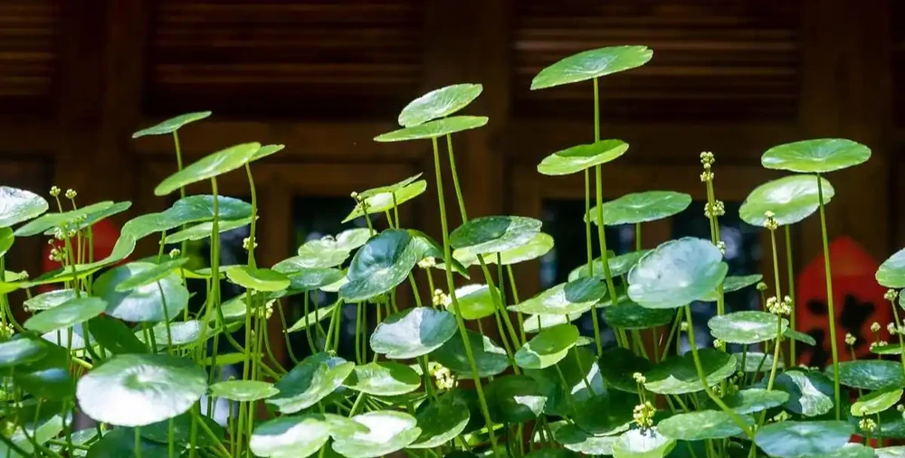 怎樣把一盆「銅錢草」養出美感?簡單,僅需要牢記「1深、4多」